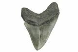 Fossil Megalodon Tooth - South Carolina #254587-2